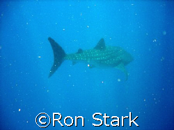 See Spot Swim
Whale Shark 2 miles off Roatan by Ron Stark 